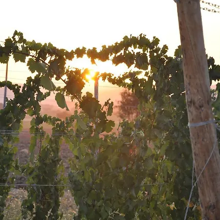 Morami Wine * Panicarola