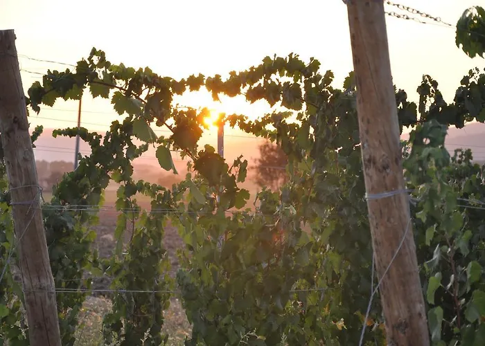 Morami Wine * Panicarola